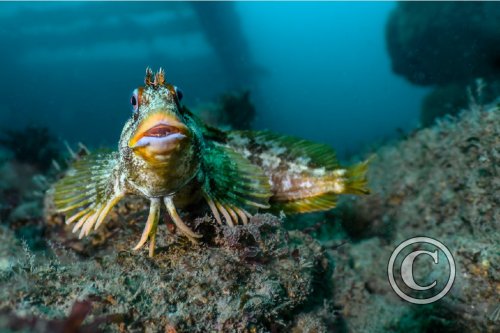 September 2024: Close Focus Wide Angle: Joint Second