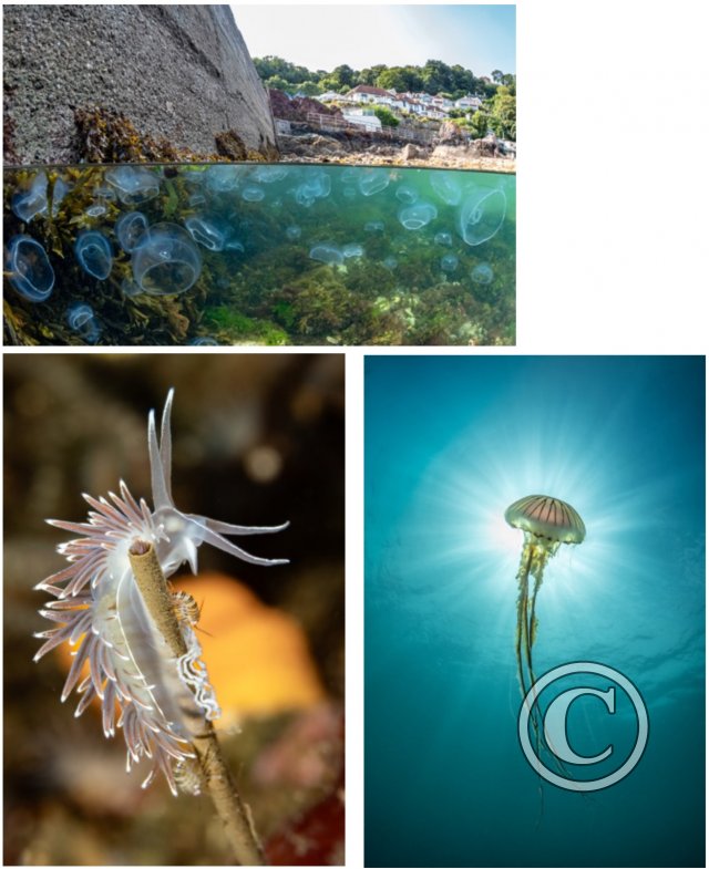 October 2024: Best Of British: Joint Winner