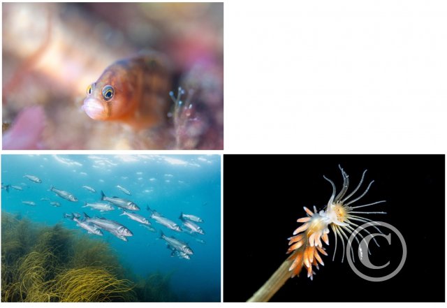 October 2024: Best Of British: Third