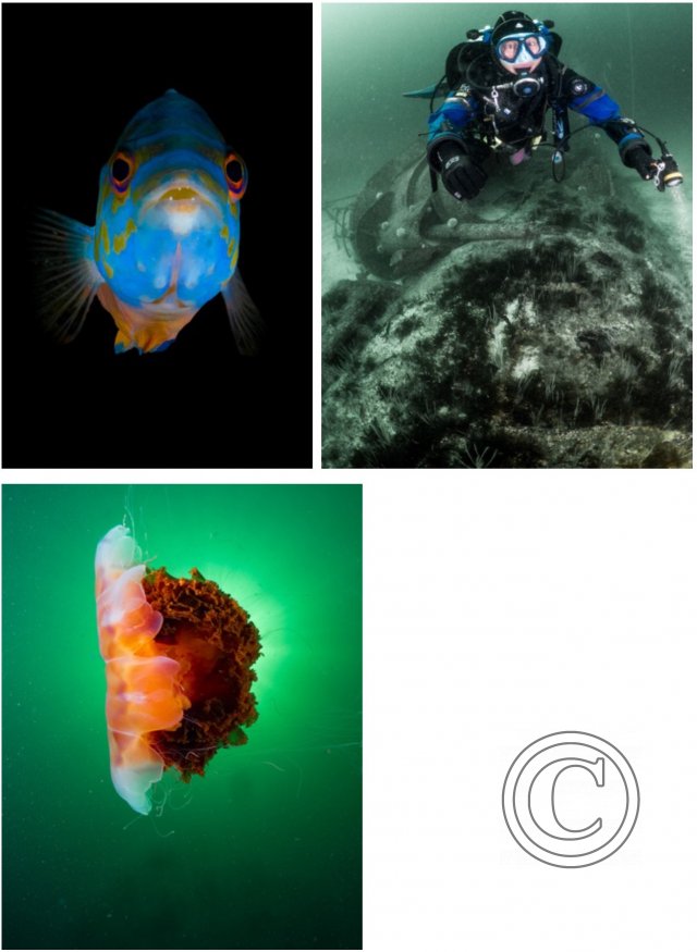 October 2024: Best Of British: Commended