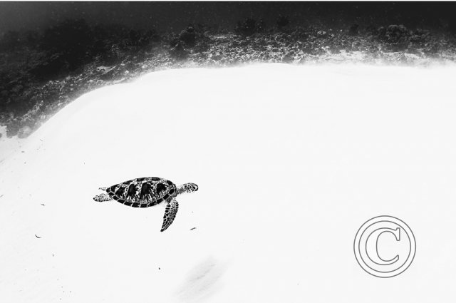 November 2024: Image Of The Year 2023 - Third