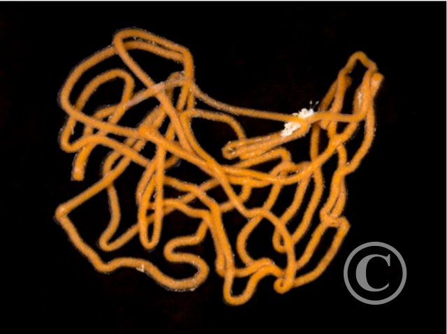 November 2024: Image Of The Year 2023 - Second