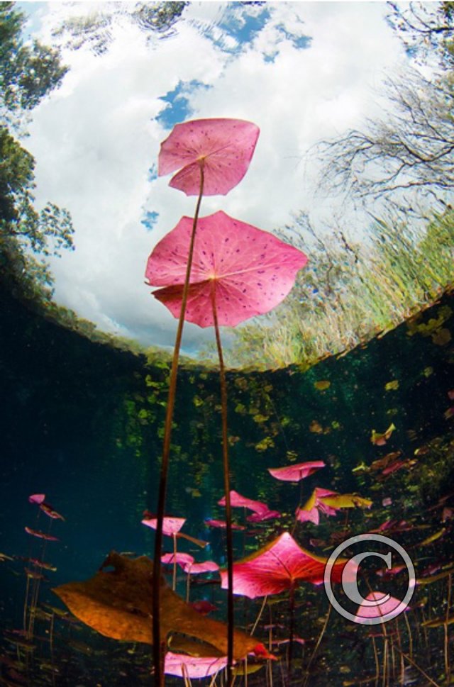 November 2024: Snell's Window - Winner