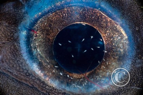 May 2024: Underwater Excellence - Winner (image 1)