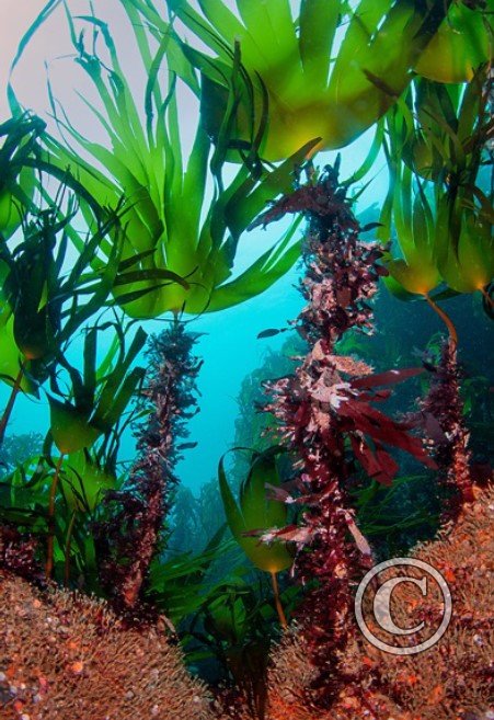 May 2024: Underwater Excellence - Winner (image 2)