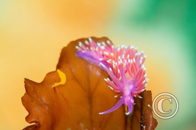 May 2024: Underwater Excellence - Winner (image 3)