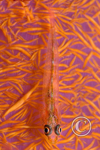 June 2024: Eyes - Joint Third