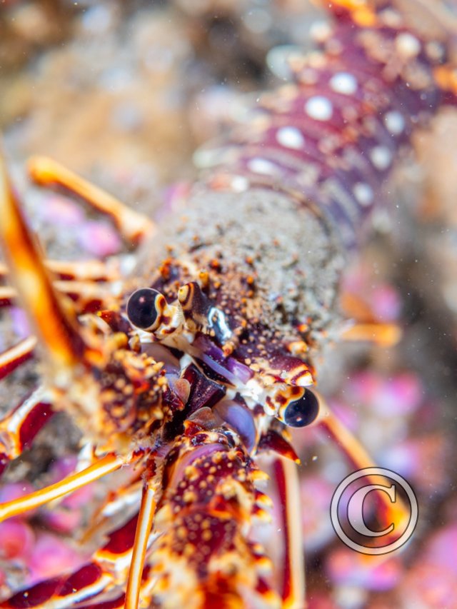 2025 Splash In: Macro - Third