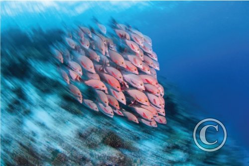 January 2025: Slow Shutter Speed - Joint Winner