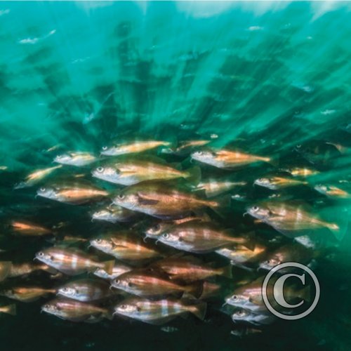 January 2025: Slow Shutter Speed - Joint Winner