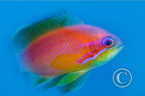 January 2025: Slow Shutter Speed - Joint Runner Up