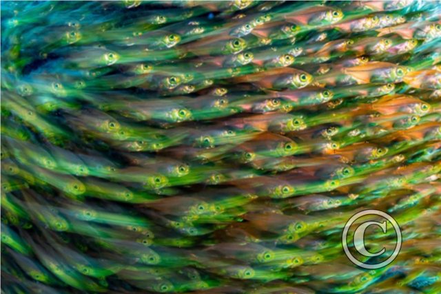 January 2025: Slow Shutter Speed - Joint Runner Up