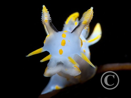 February 2025: Super Macro - Winner