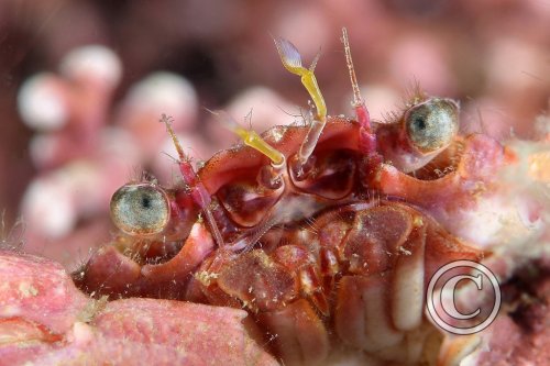 February 2025: Super Macro - Joint Runner Up