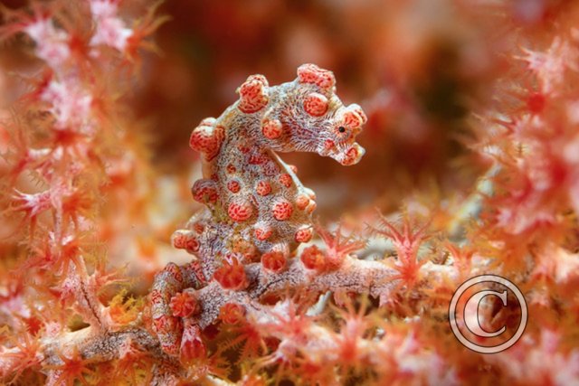 February 2025: Super Macro - Joint Runner Up