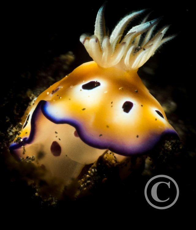 February 2025: Super Macro - Joint Runner Up