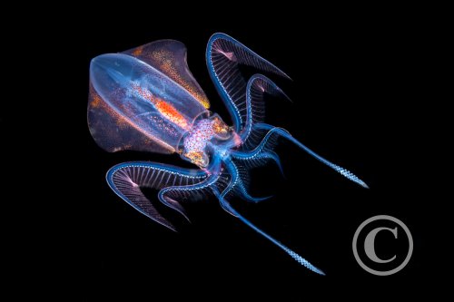 March 2025: Theme Portfolio - Winner