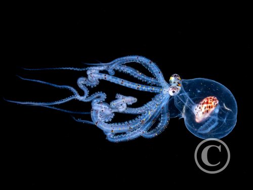 March 2025: Theme Portfolio - Winner