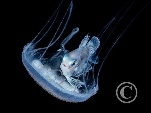 March 2025: Theme Portfolio - Winner