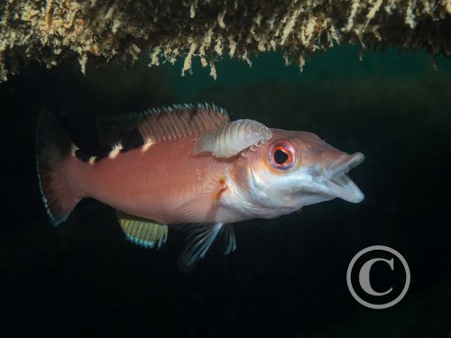 March 2025: Theme Portfolio - Joint Second