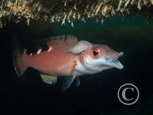 March 2025: Theme Portfolio - Joint Second