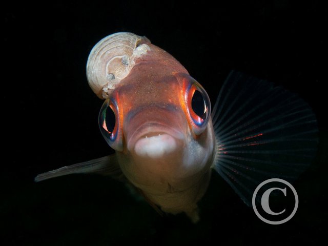 March 2025: Theme Portfolio - Joint Second