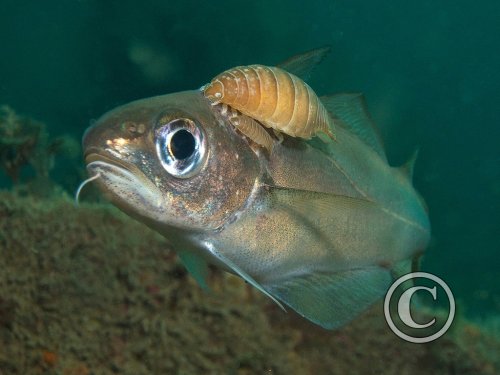 March 2025: Theme Portfolio - Joint Second