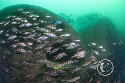 April 2025: Wrecks - Third