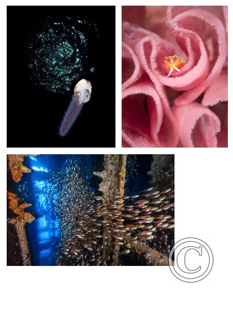 May 2025: Underwater Excellence - Winner