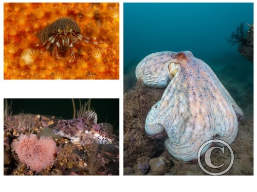 May 2025: Underwater Excellence - Joint second