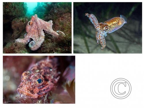 May 2025: Underwater Excellence - Joint second