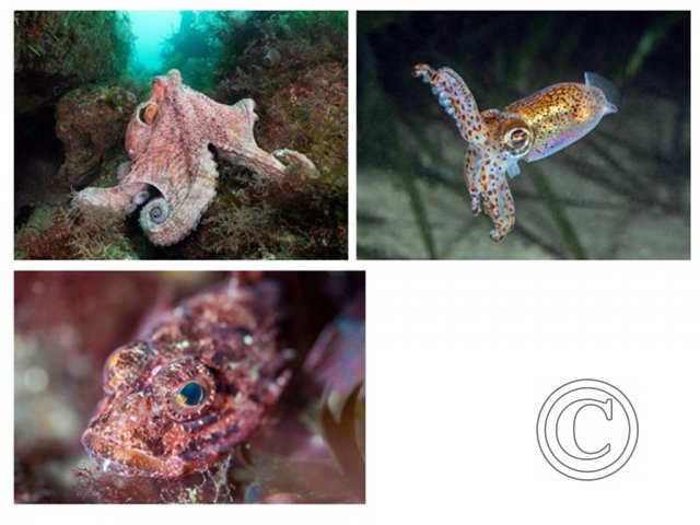 May 2025: Underwater Excellence - Joint second