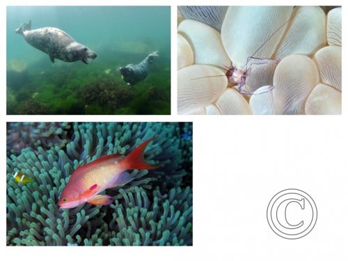 May 2025: Underwater Excellence - Joint second