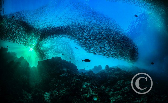 June 2025: Silhouette - Winner