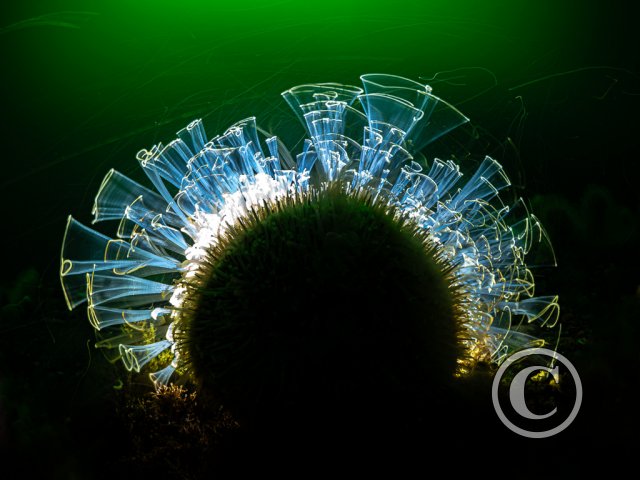 June 2025: Silhouette - Second