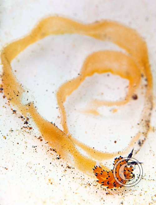 July 2025: Nudibranchs - Joint second