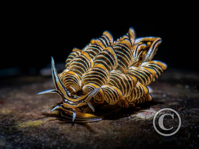 July 2025: Nudibranchs - Joint second