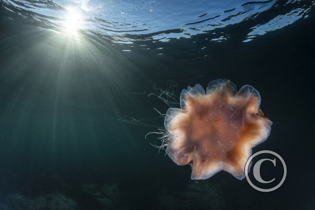 August 2025: Sunbeams - Joint second