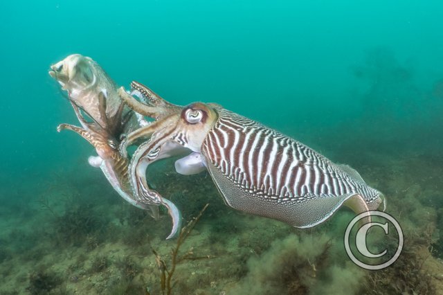 November 2025: Best of British - Winner