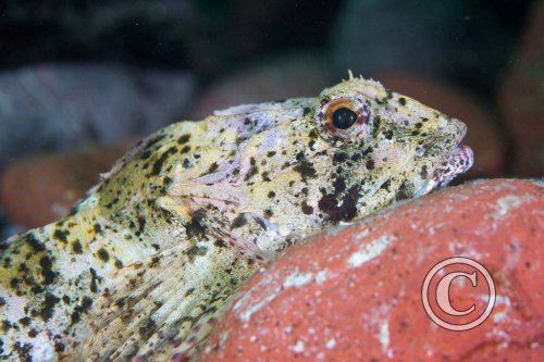 November 2025: Best of British - Joint second