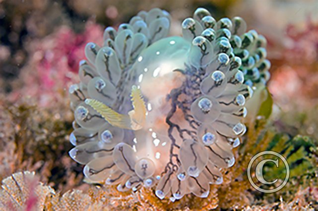 November 2025: Best of British - Joint second