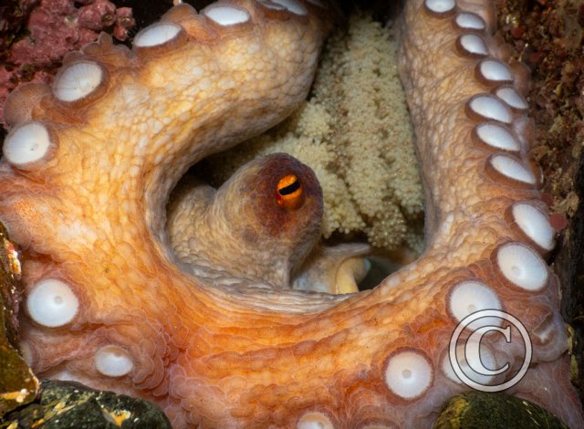 November 2025: Best of British - Joint second