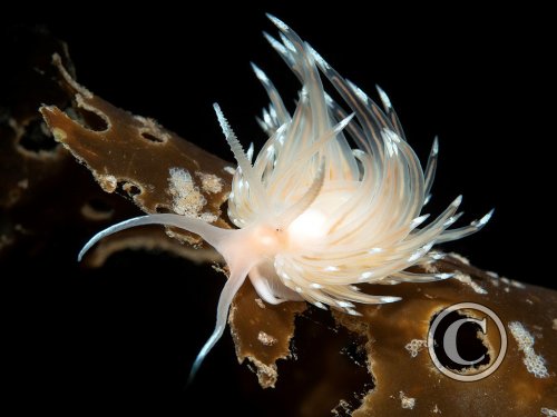 November 2025: Best of British - Joint second