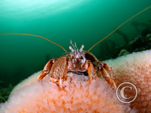 November 2025: Best of British - Joint second