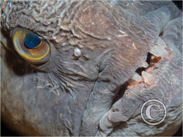 November 2025: Portrait - Joint third