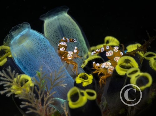 March 2026: Animals in their Environment - Winner