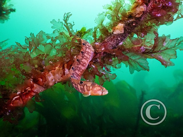 March 2026: Animals in their Environment - Joint Second