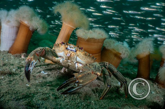 March 2026: Animals in their Environment - Joint Second