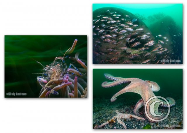 May 2026: Underwater Excellence  - Second