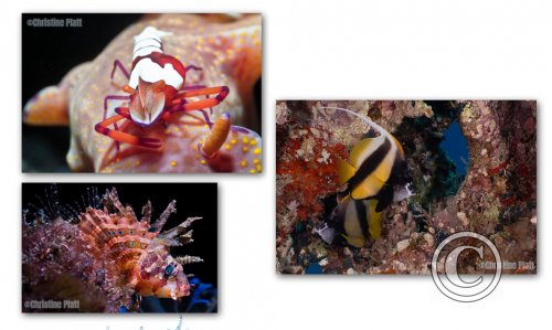 May 2026: Underwater Excellence  - Joint Third